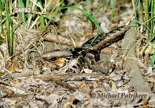 Common Pauraque (Nyctidromus albicollis)